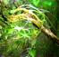 bosques miniatura df miniature forest ecosystem ecosistema df